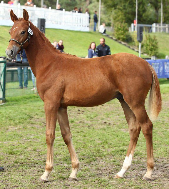 ZZ TOP - KWPN Nederlands sportpaard 2004 ,  Glock's Tango