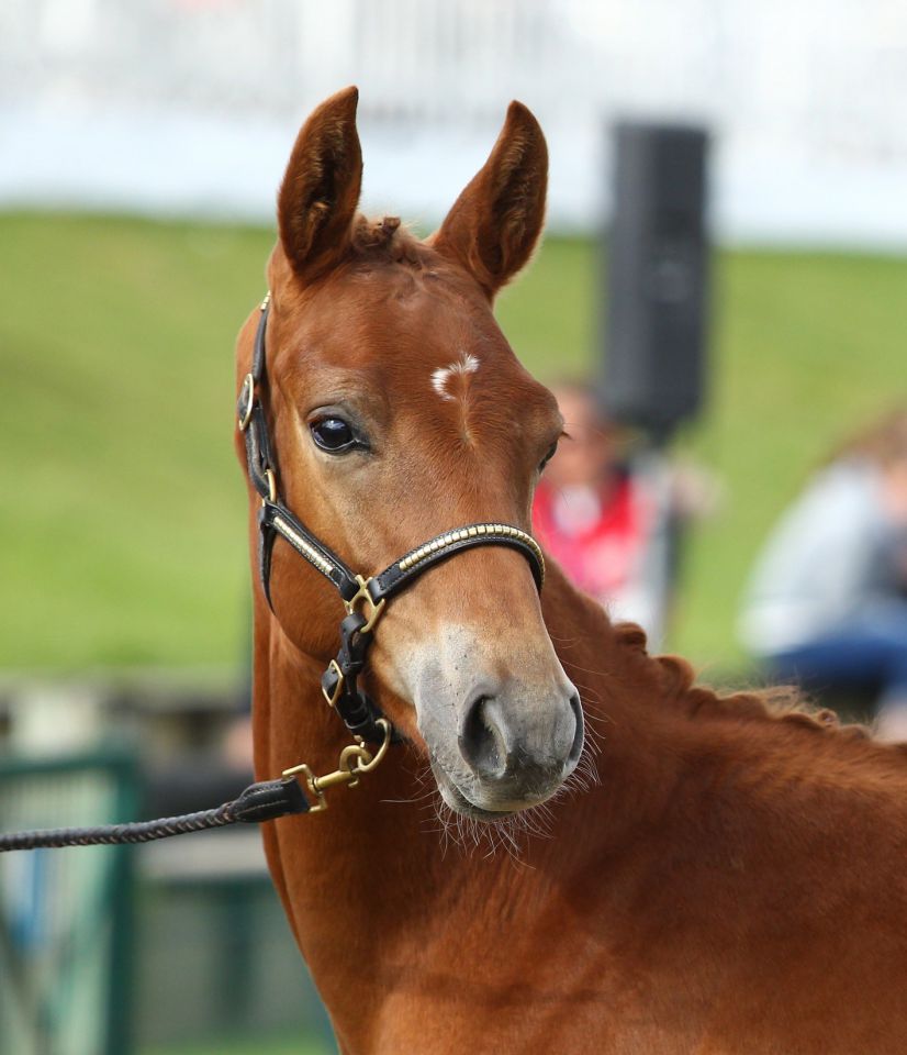 ZZ TOP - KWPN Nederlands sportpaard 2004 ,  Glock's Tango