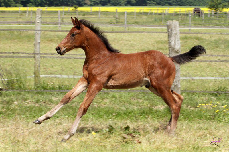 ZZ TOP - KWPN Nederlands sportpaard 2004 ,  Glock's Tango