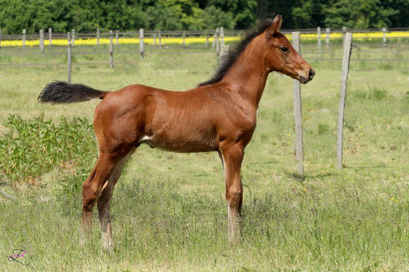 ZZ TOP - KWPN Nederlands sportpaard 2004 ,  Glock's Tango
