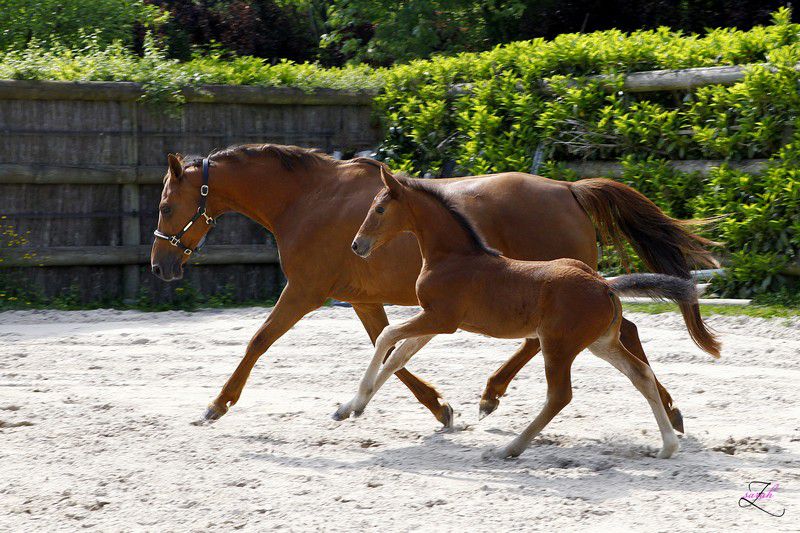 ZZ TOP - KWPN Nederlands sportpaard 2004 ,  Glock's Tango
