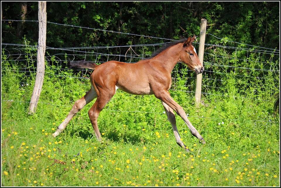 ZZ TOP - KWPN Nederlands sportpaard 2004 ,  Glock's Tango