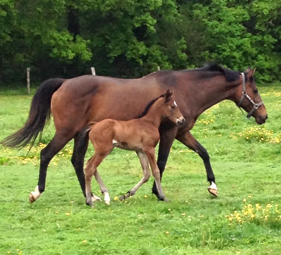 ZZ TOP - KWPN Nederlands sportpaard 2004 ,  Glock's Tango