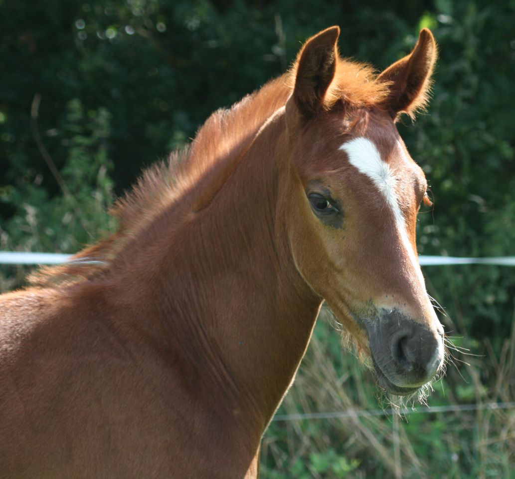 ZZ TOP - KWPN Nederlands sportpaard 2004 ,  Glock's Tango