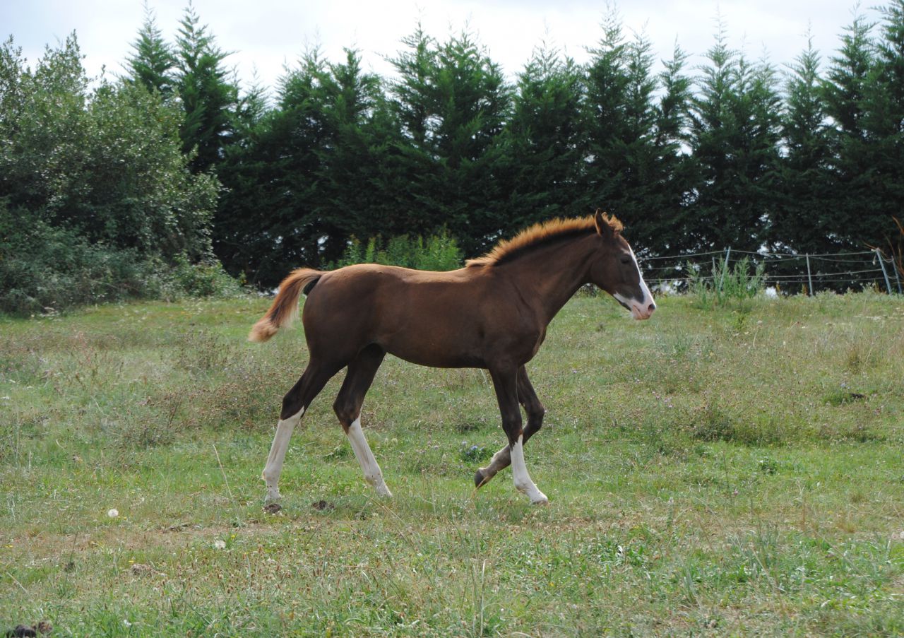ZZ TOP - KWPN Nederlands sportpaard 2004 ,  Glock's Tango