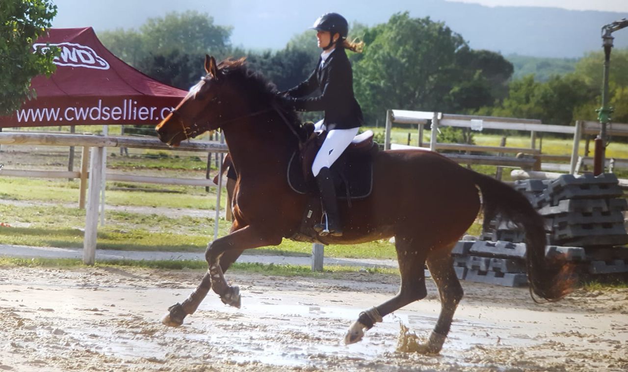 ZZ TOP - KWPN Nederlands sportpaard 2004 ,  Glock's Tango
