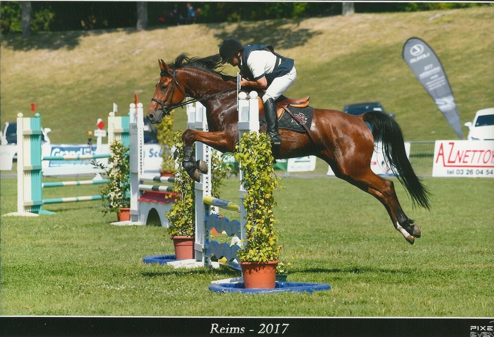 ZZ TOP - KWPN Nederlands sportpaard 2004 ,  Glock's Tango