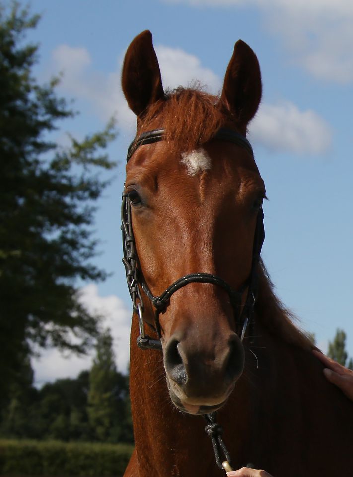 ZZ TOP - KWPN Nederlands sportpaard 2004 ,  Glock's Tango