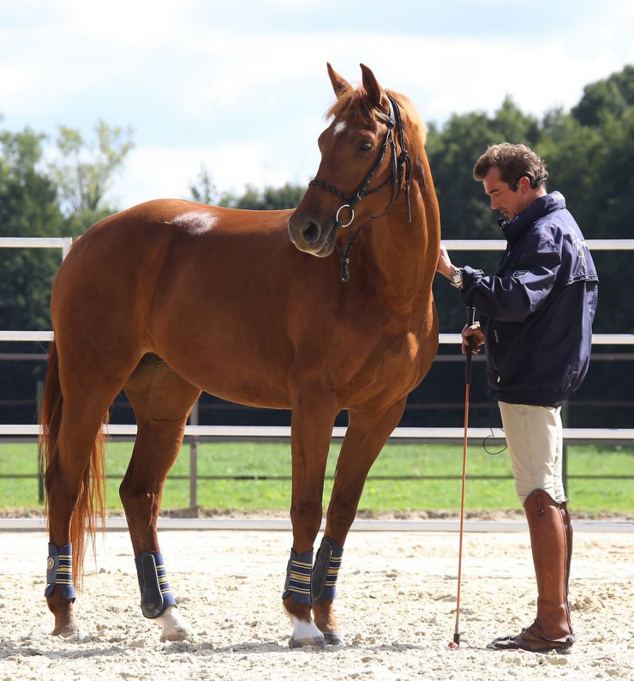 ZZ TOP - KWPN Nederlands sportpaard 2004 ,  Glock's Tango