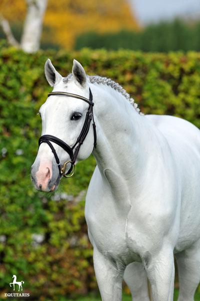 Colestus - Westphalian 2006 ,  CORNET OBOLENSKY