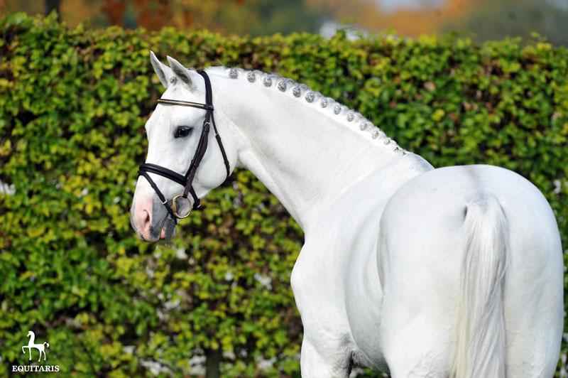 Colestus - Westphalian 2006 ,  CORNET OBOLENSKY