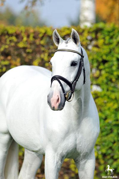 Colestus - Westphalian 2006 ,  CORNET OBOLENSKY