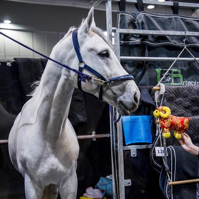 Colestus - Westphalian 2006 ,  CORNET OBOLENSKY