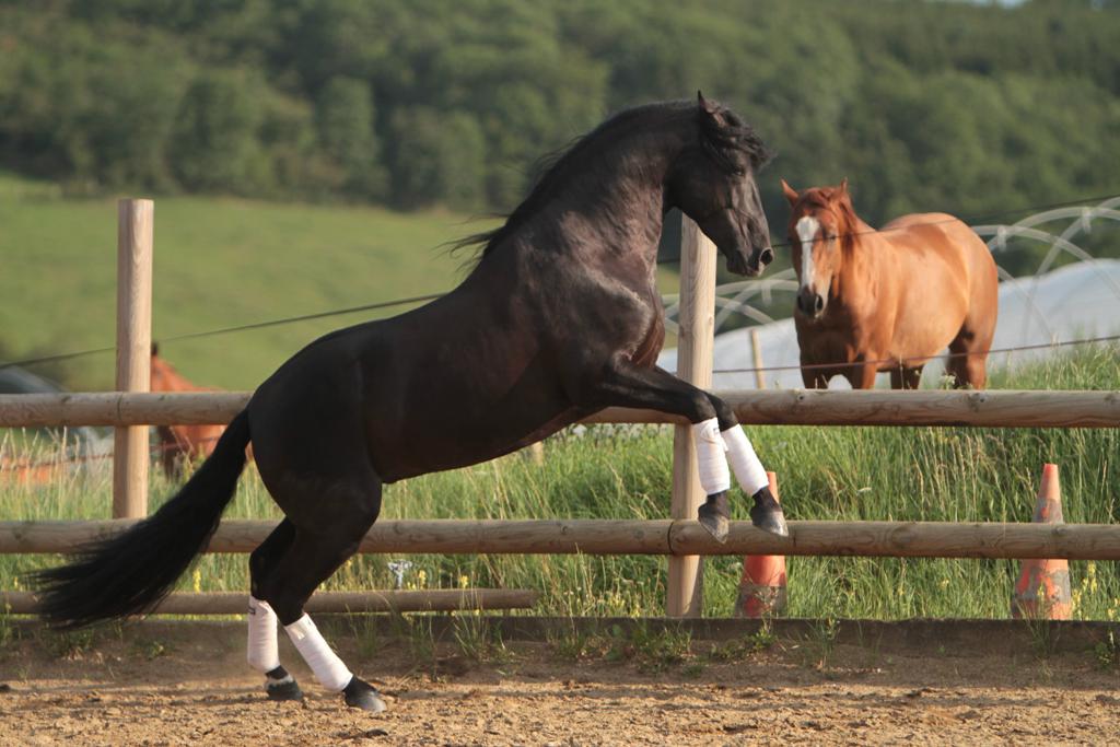 TENORIO DE VERLIN - PRE Puur Ras Spaans 2007 ,  NIGER V