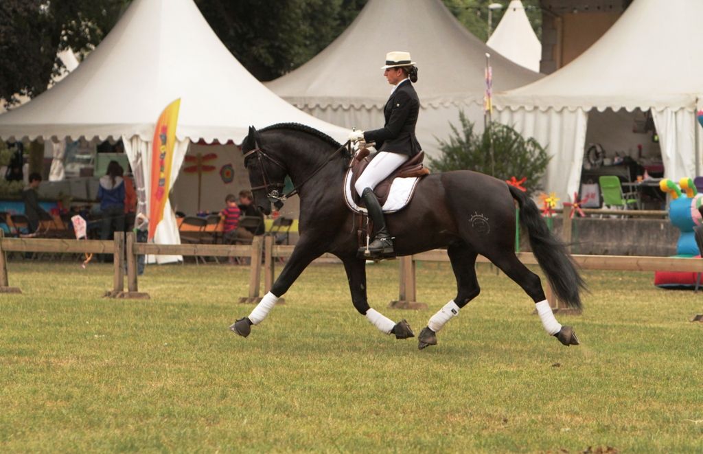 TENORIO DE VERLIN - PRE Puur Ras Spaans 2007 ,  NIGER V