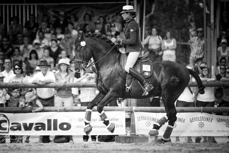 TENORIO DE VERLIN - PRE Puur Ras Spaans 2007 ,  NIGER V