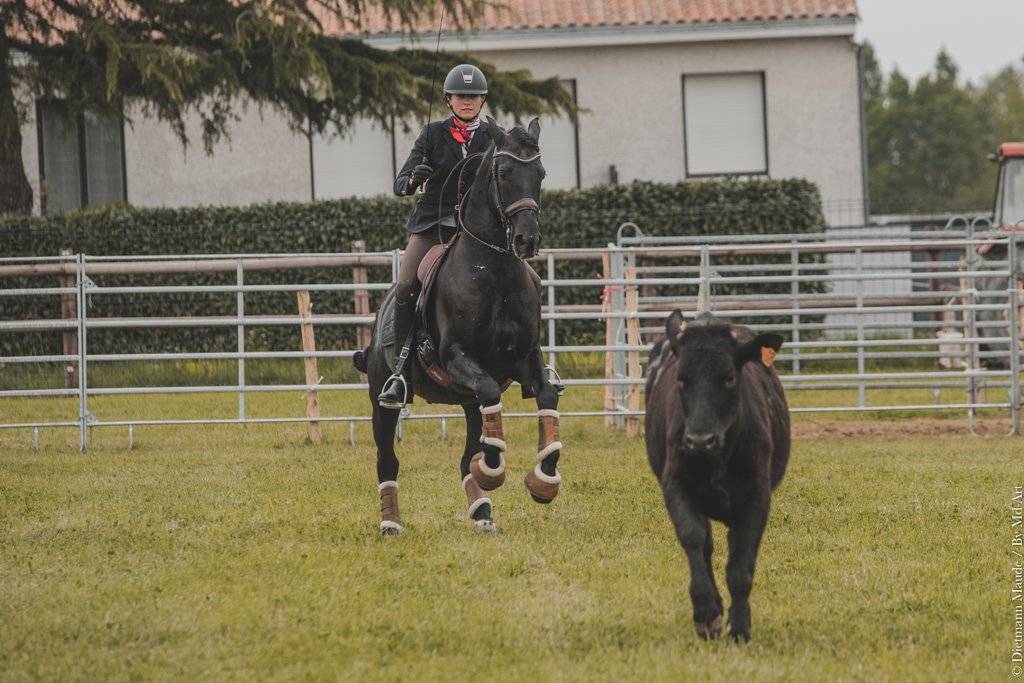 TENORIO DE VERLIN - PRE Puur Ras Spaans 2007 ,  NIGER V