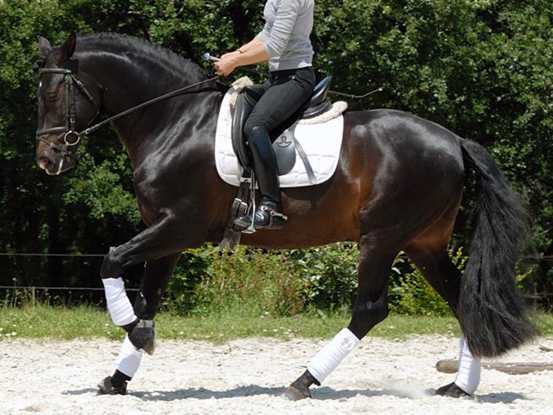 Telguero SBA - PRE Puur Ras Spaans 2007 ,  ENGANOSO VI