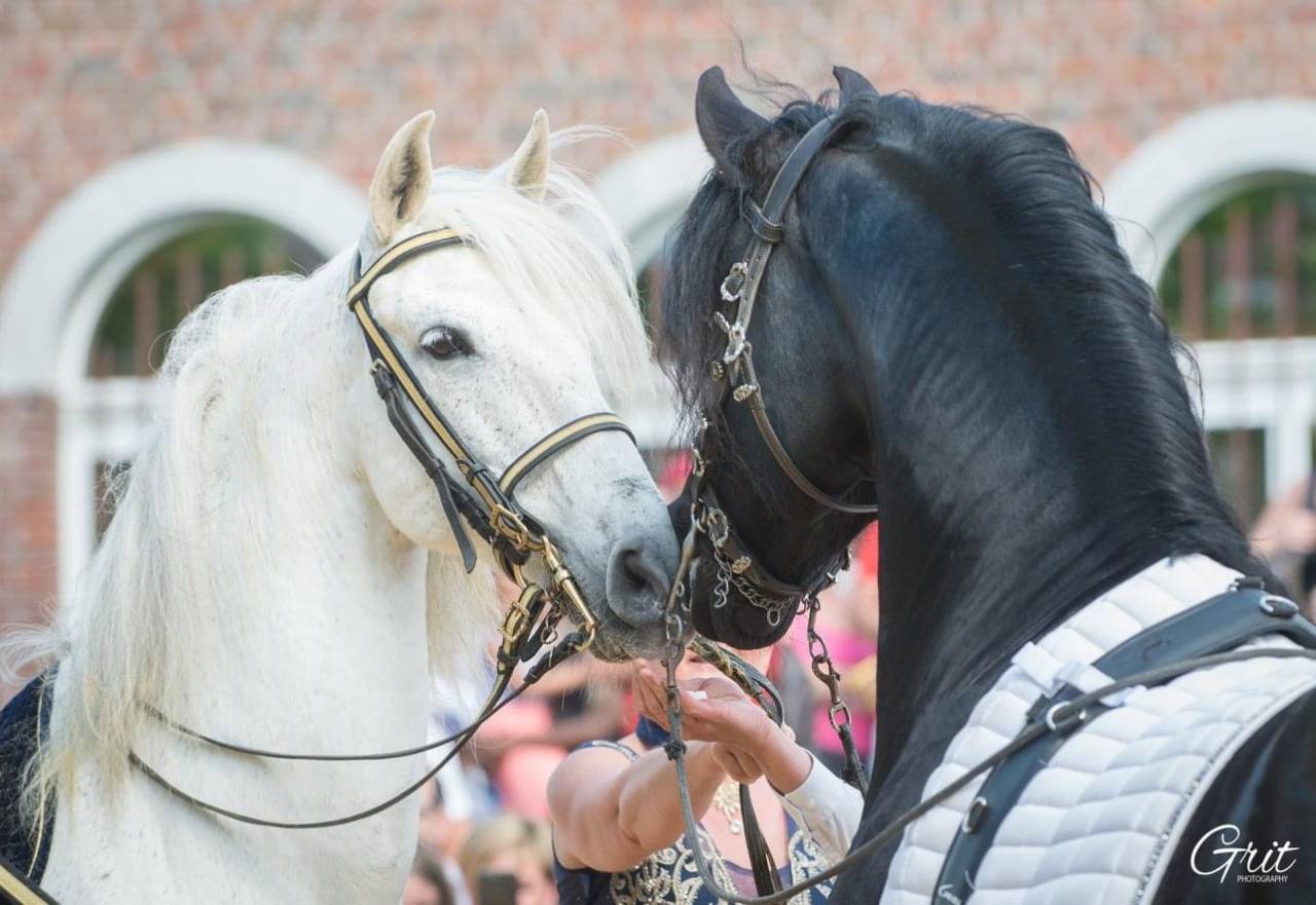 DARK VREDESTICHTER 022 - Arabo Fries 2007