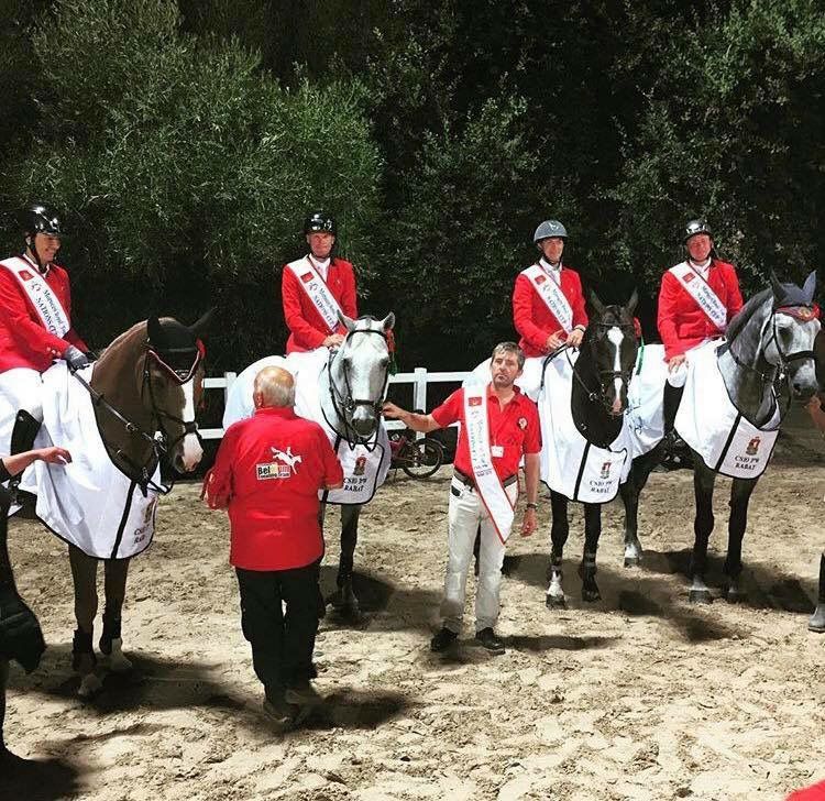 Garfield des Templiers - BWP Belgisch volbloed 2006 ,  Quazimondo z