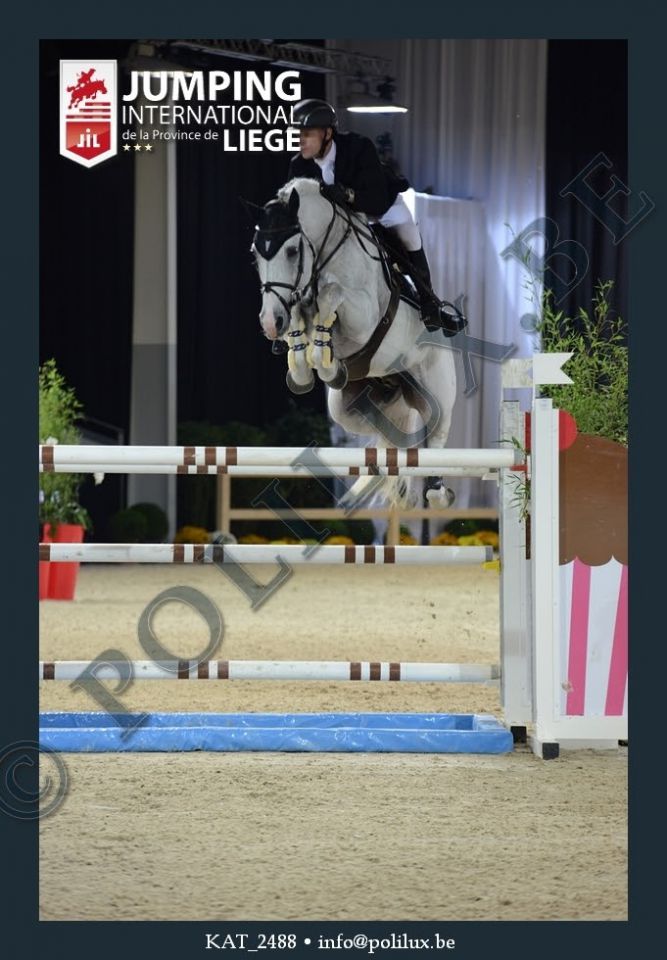 Garfield des Templiers - BWP Belgisch volbloed 2006 ,  Quazimondo z