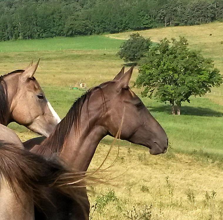 Merrie Akhal-Teke Te koop 2012 Isabel ,  Argo