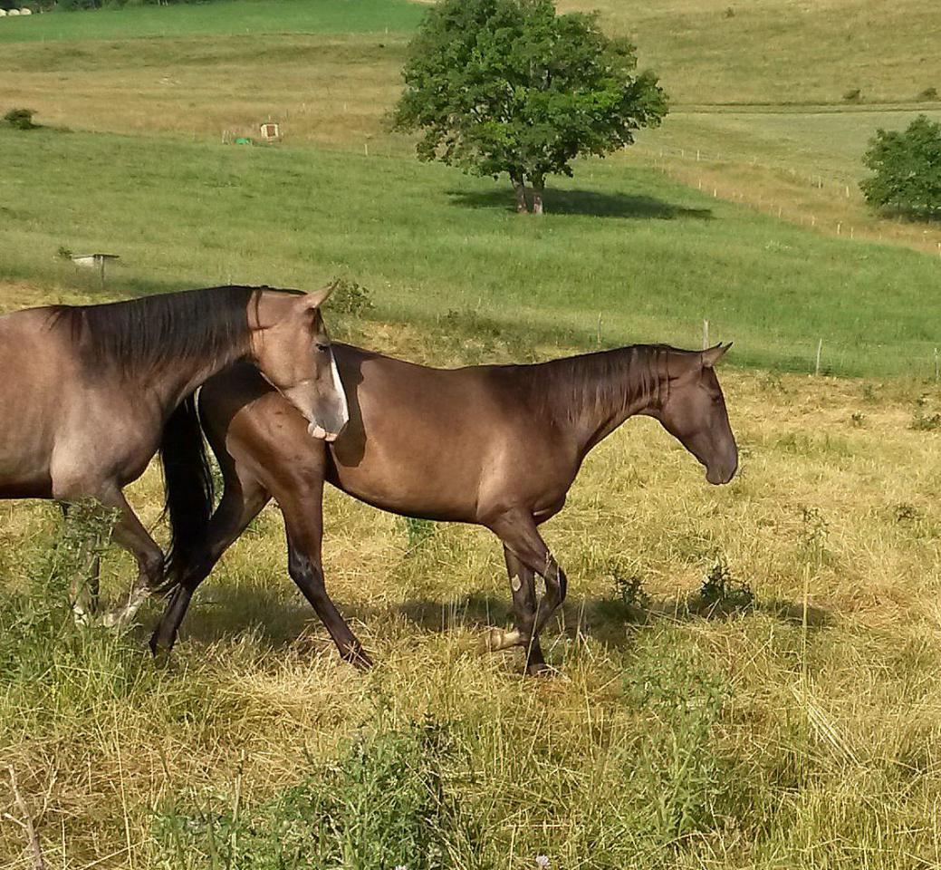 Merrie Akhal-Teke Te koop 2012 Isabel ,  Argo