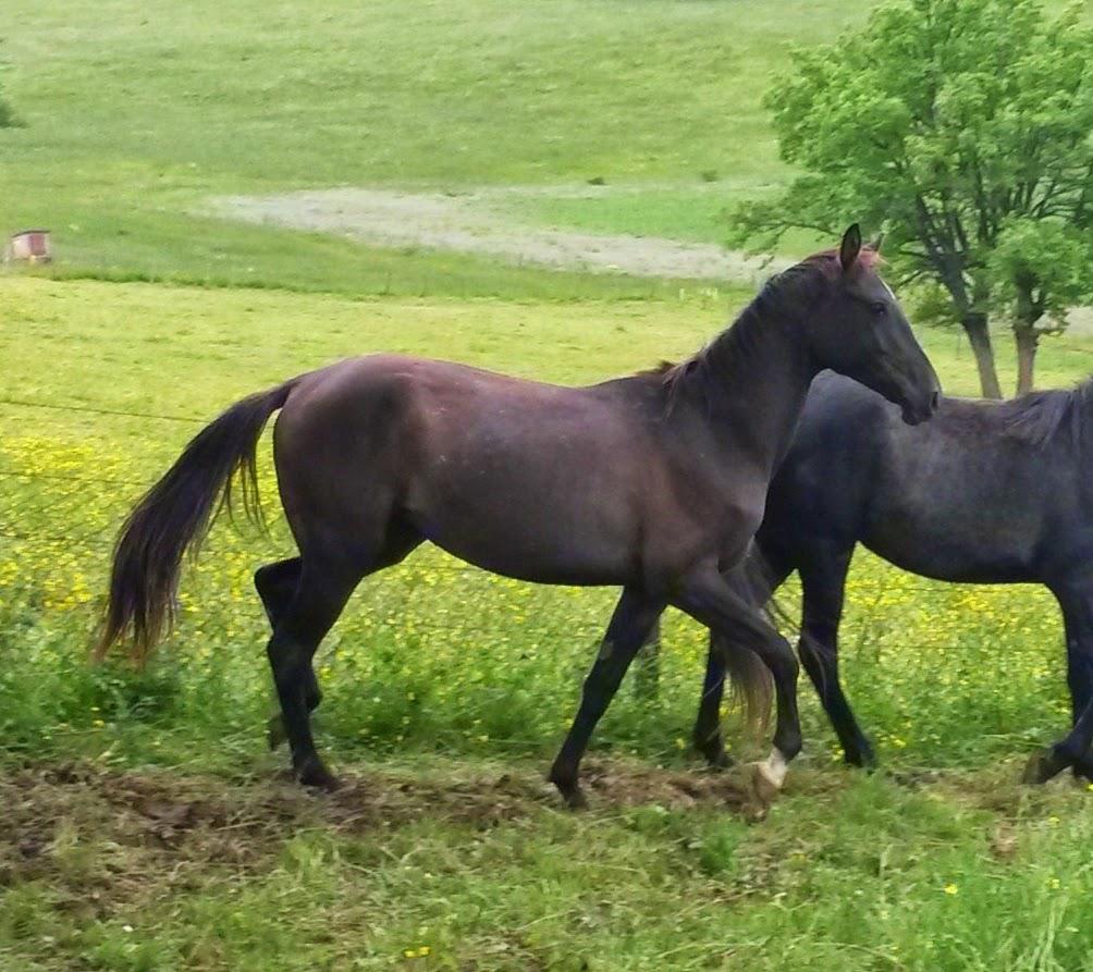 Merrie Akhal-Teke Te koop 2012 Isabel ,  Argo