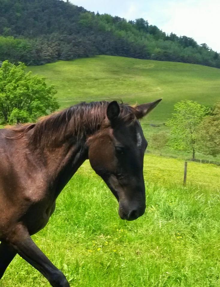 Merrie Akhal-Teke Te koop 2012 Isabel ,  Argo