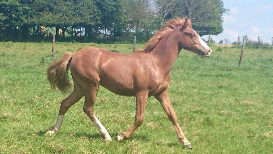 ROCKENROL GEVAUDAN - New Forest 2005 ,  IVOIRE DE CIVRY 