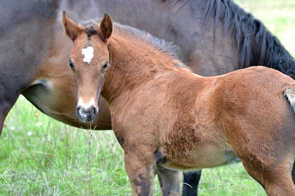 ROCKENROL GEVAUDAN - New Forest 2005 ,  IVOIRE DE CIVRY 