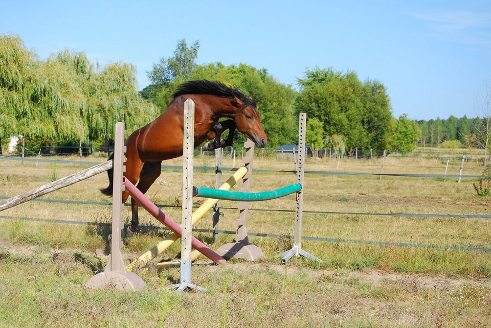 ROCKENROL GEVAUDAN - New Forest 2005 ,  IVOIRE DE CIVRY 