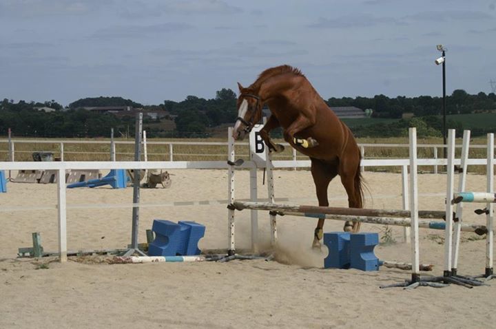 ROCKENROL GEVAUDAN - New Forest 2005 ,  IVOIRE DE CIVRY 