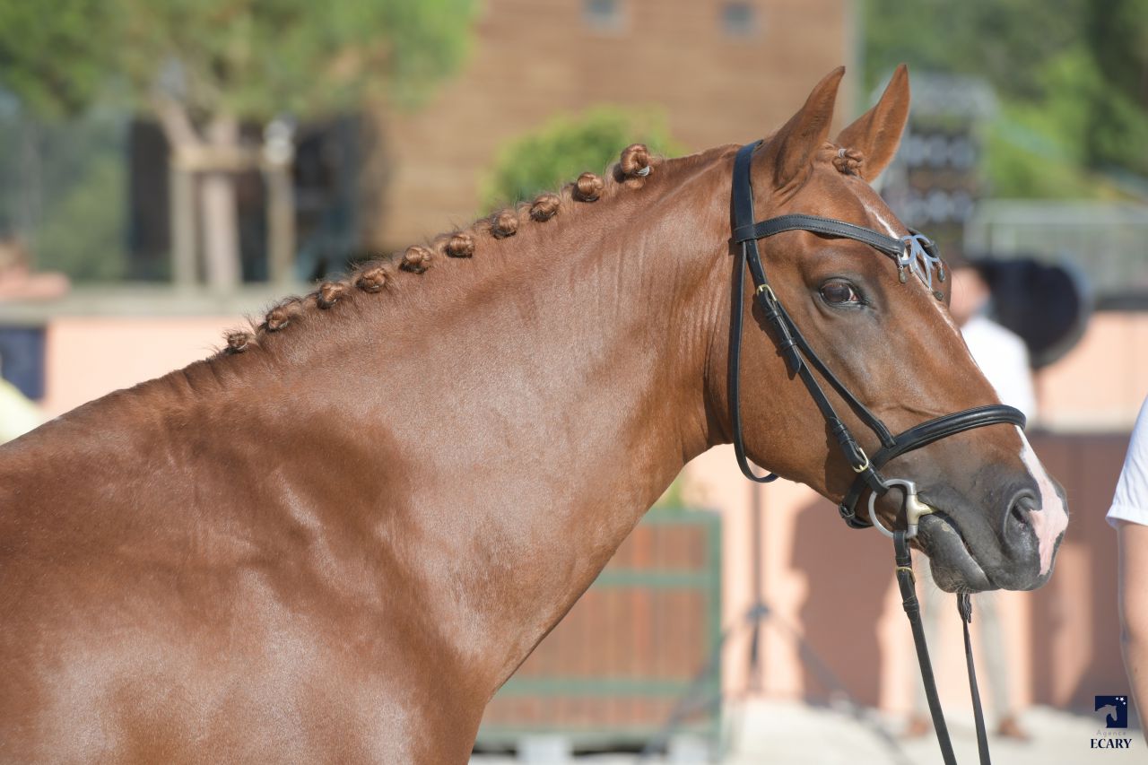 ROCKENROL GEVAUDAN - New Forest 2005 ,  IVOIRE DE CIVRY 