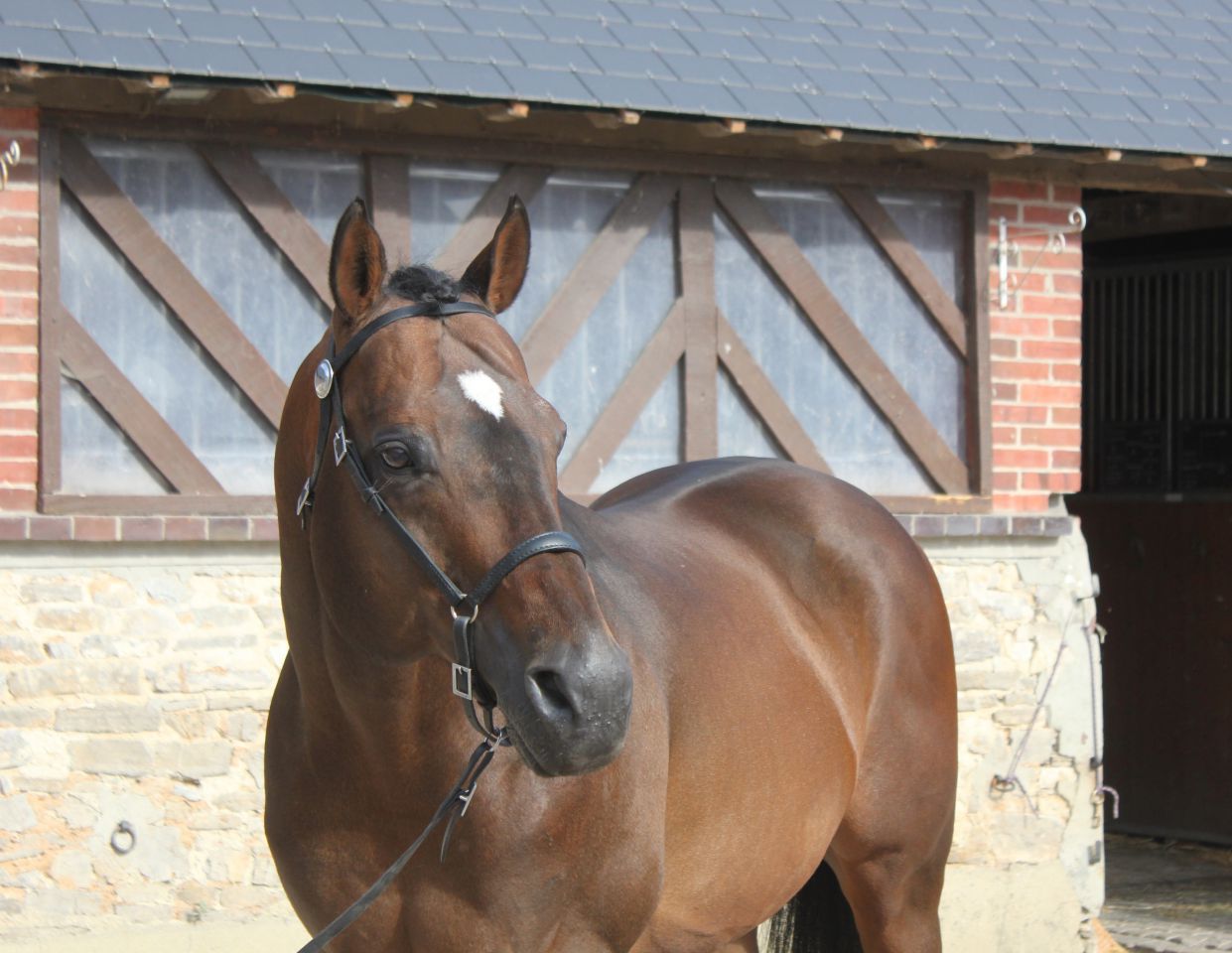 TOUCH DOWN - Engels volbloed 1998 ,  Dashing Blade