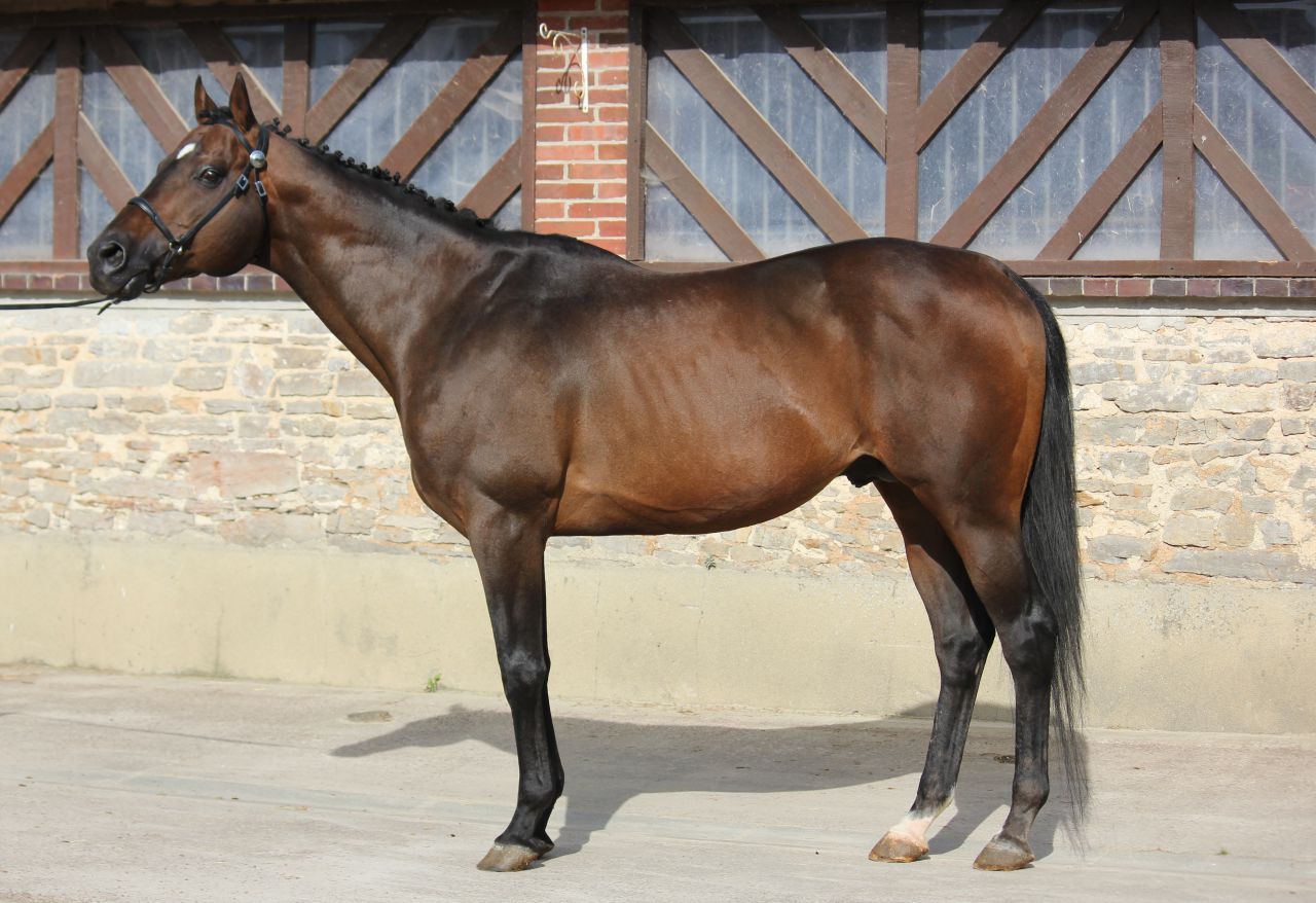 TOUCH DOWN - Engels volbloed 1998 ,  Dashing Blade