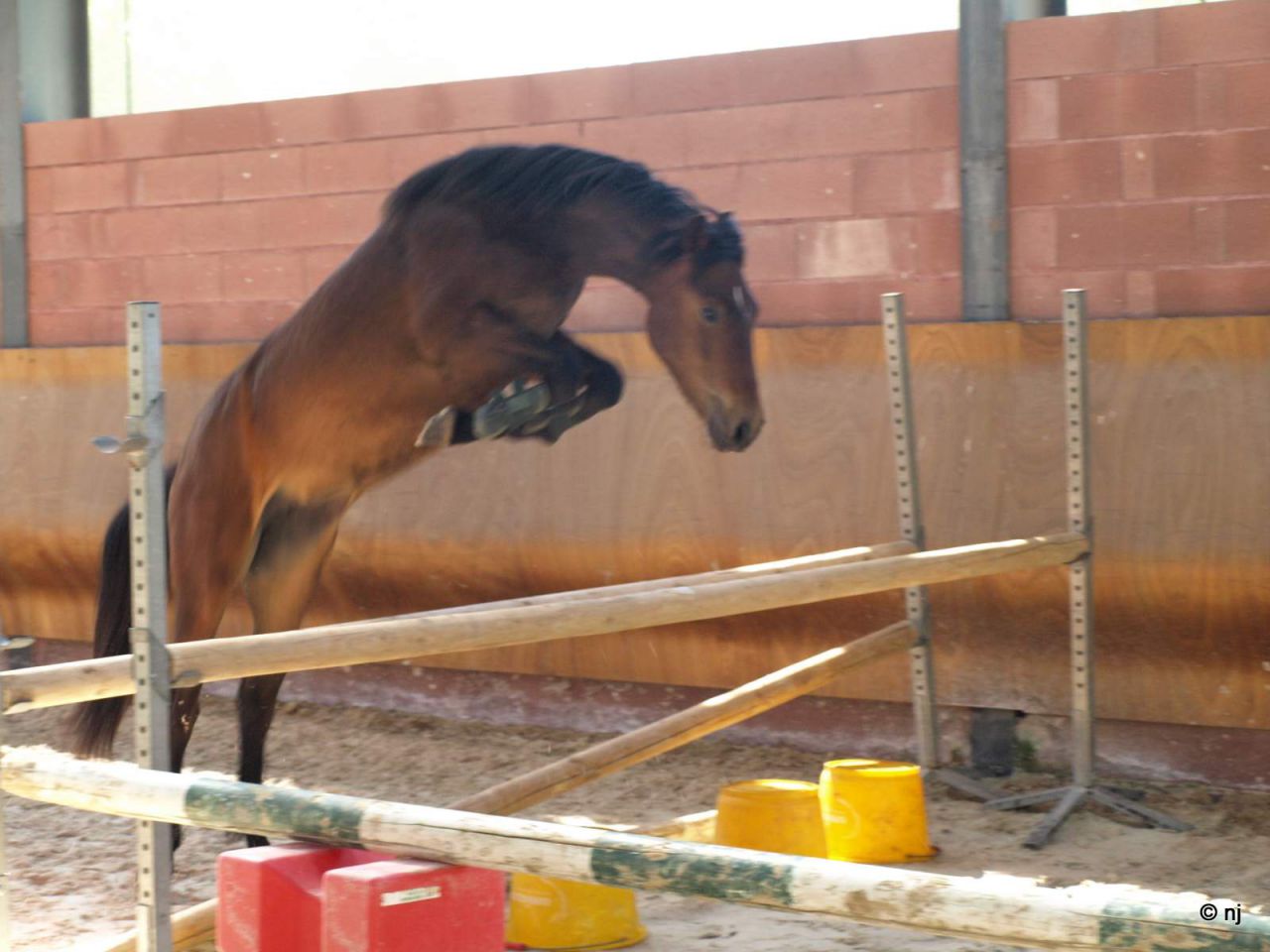 Merrie New Forest Te koop 2010 Donker bruin / bai ,  SILVERLEA SIMPLY RED