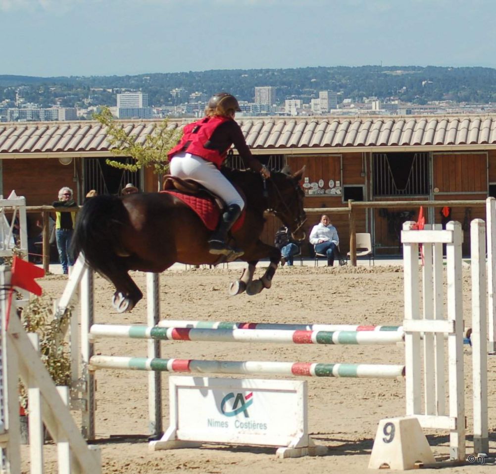 Merrie New Forest Te koop 2010 Donker bruin / bai ,  SILVERLEA SIMPLY RED