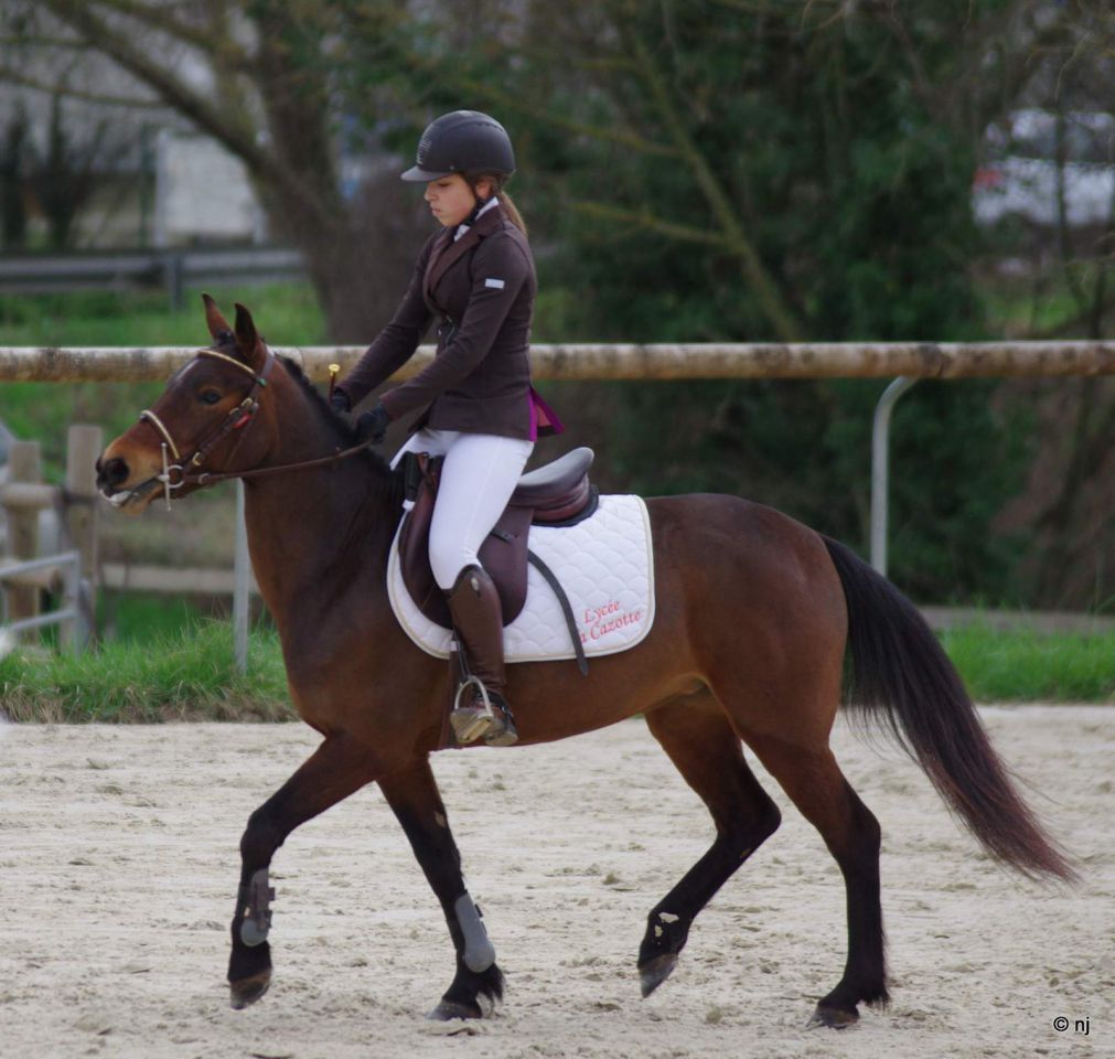 Merrie New Forest Te koop 2010 Donker bruin / bai ,  SILVERLEA SIMPLY RED