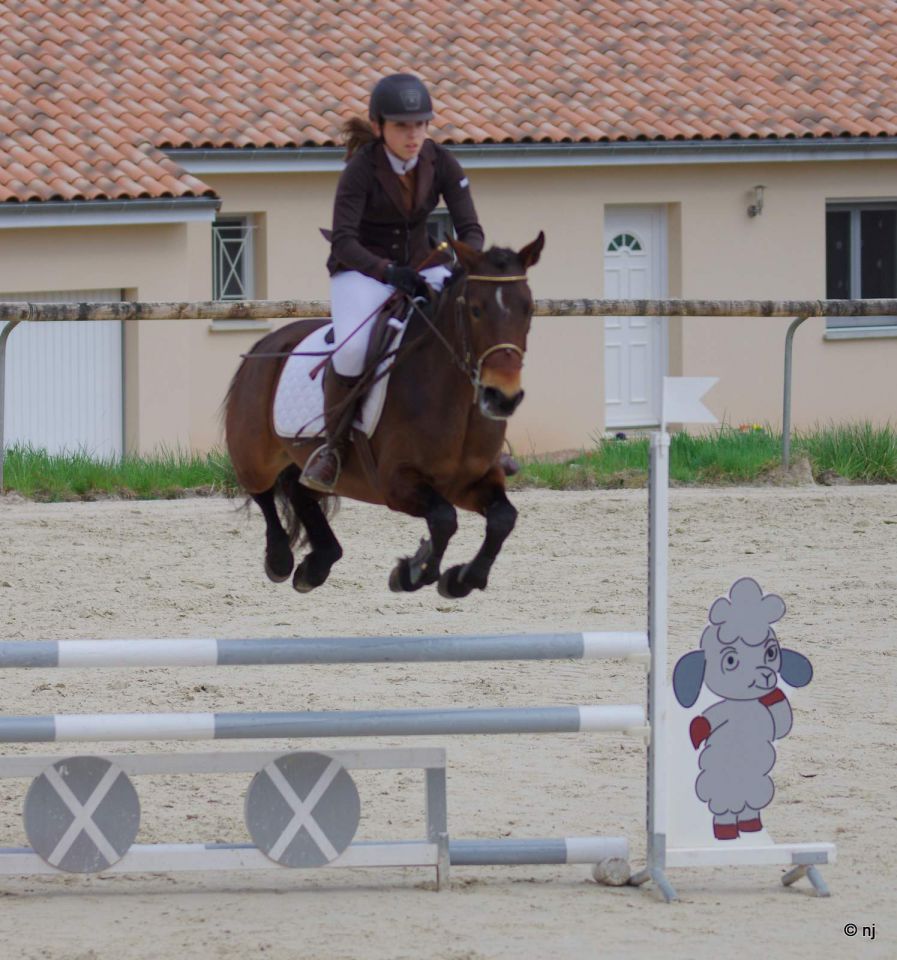 Merrie New Forest Te koop 2010 Donker bruin / bai ,  SILVERLEA SIMPLY RED