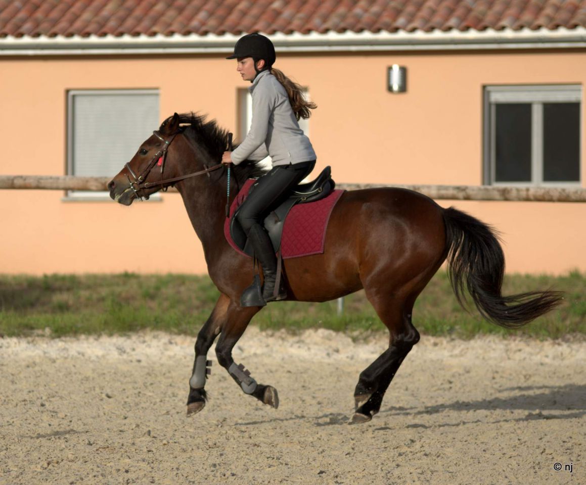 Merrie New Forest Te koop 2010 Donker bruin / bai ,  SILVERLEA SIMPLY RED