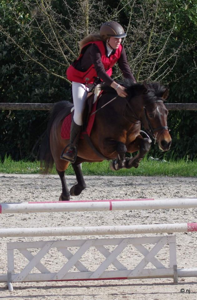 Merrie New Forest Te koop 2010 Donker bruin / bai ,  SILVERLEA SIMPLY RED