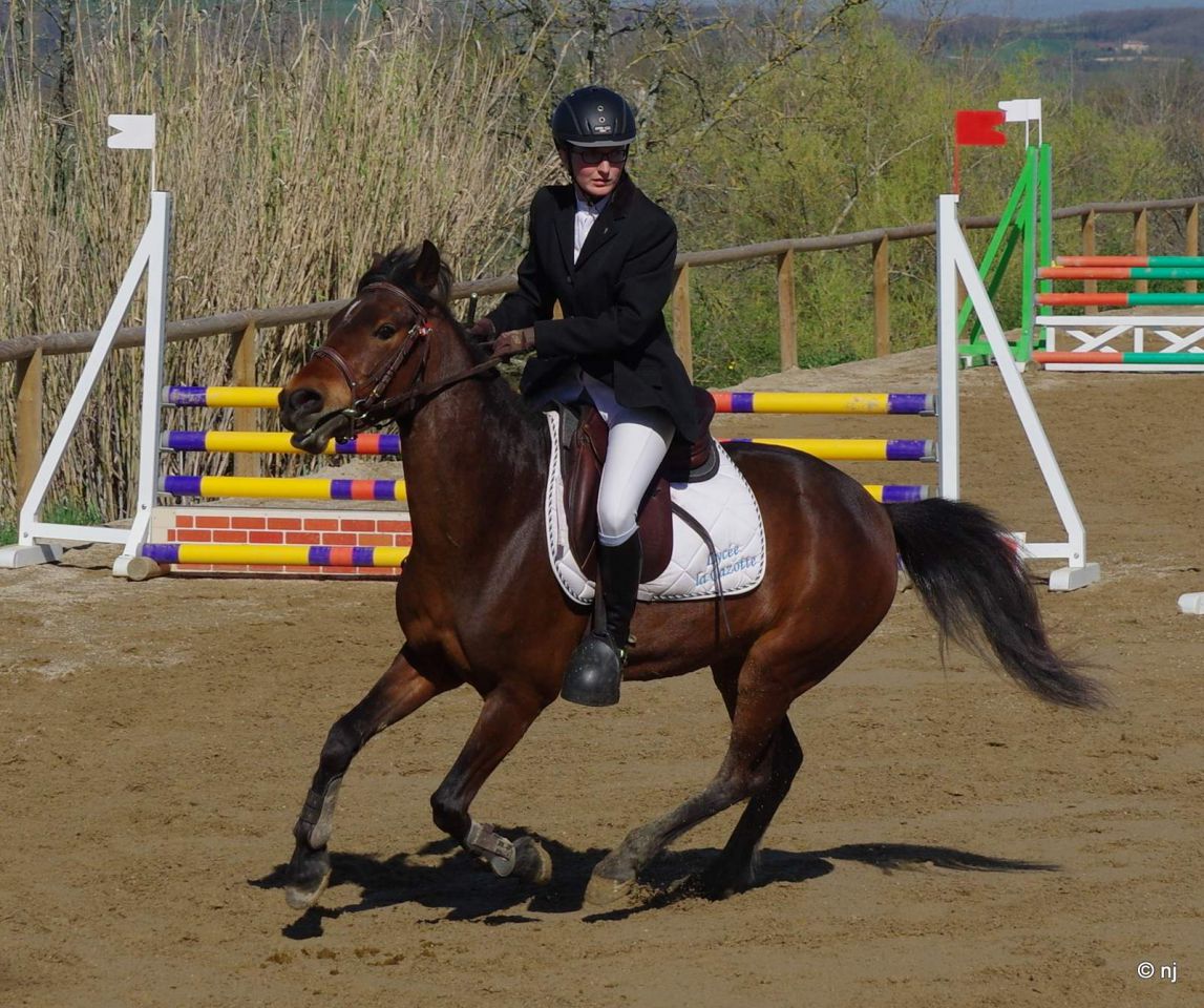 Merrie New Forest Te koop 2010 Donker bruin / bai ,  SILVERLEA SIMPLY RED