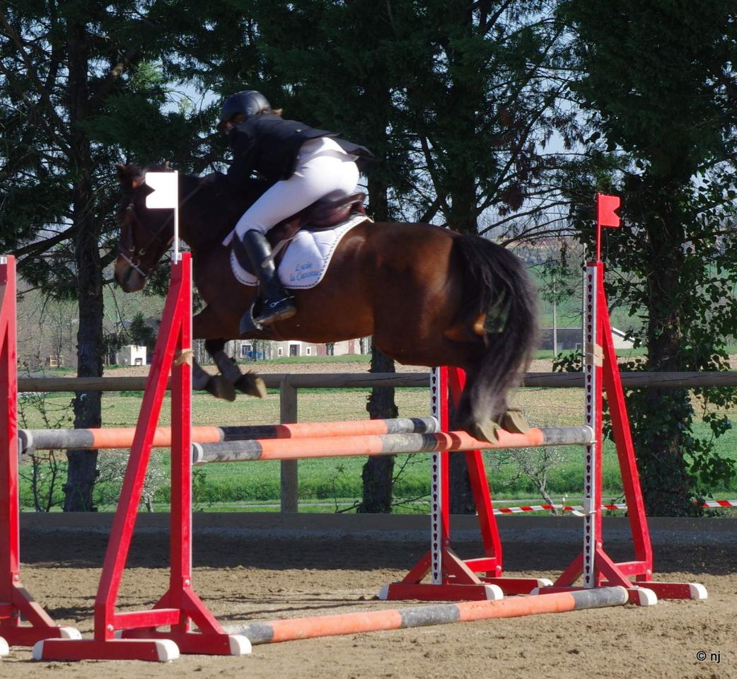 Merrie New Forest Te koop 2010 Donker bruin / bai ,  SILVERLEA SIMPLY RED