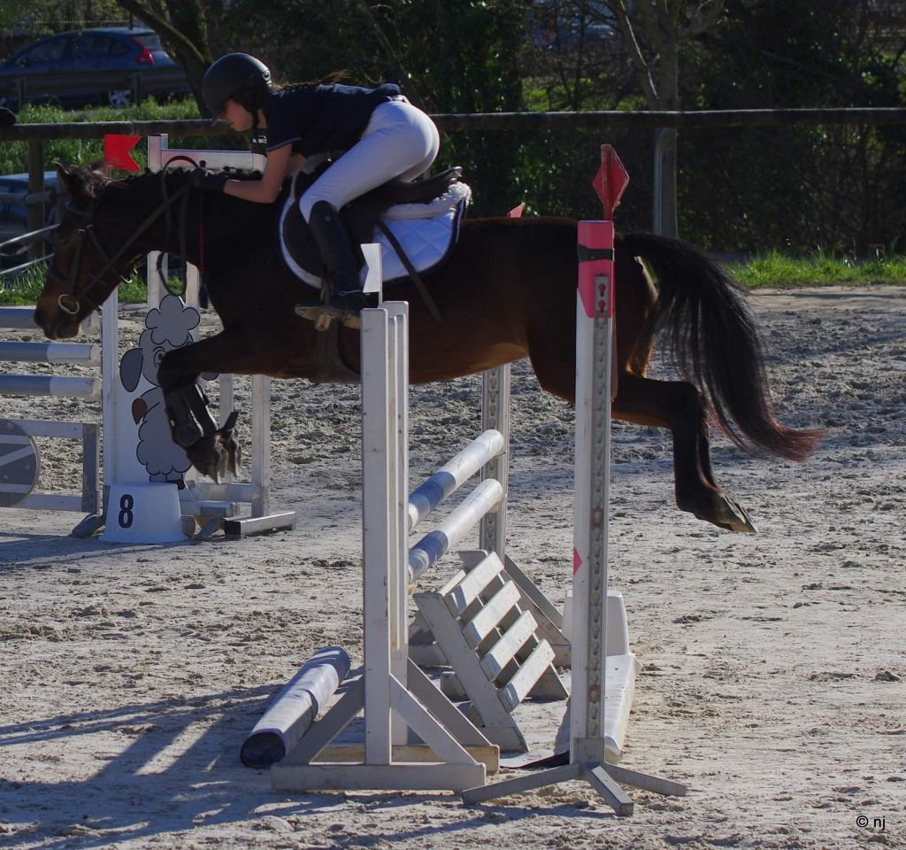 Merrie New Forest Te koop 2010 Donker bruin / bai ,  SILVERLEA SIMPLY RED