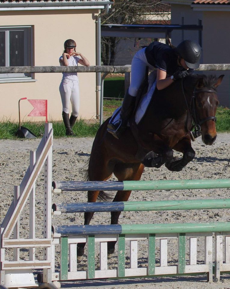 Merrie New Forest Te koop 2010 Donker bruin / bai ,  SILVERLEA SIMPLY RED