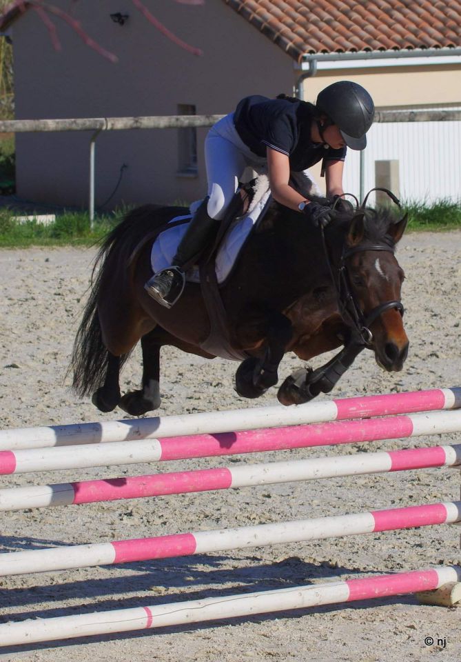 Merrie New Forest Te koop 2010 Donker bruin / bai ,  SILVERLEA SIMPLY RED