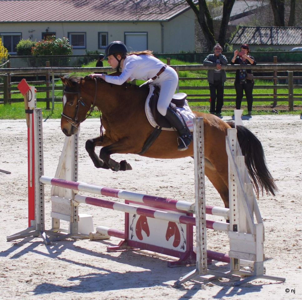 Ruin New Forest Te koop 2012 Donker bruin / bai ,  SILVERLEA SIMPLY RED