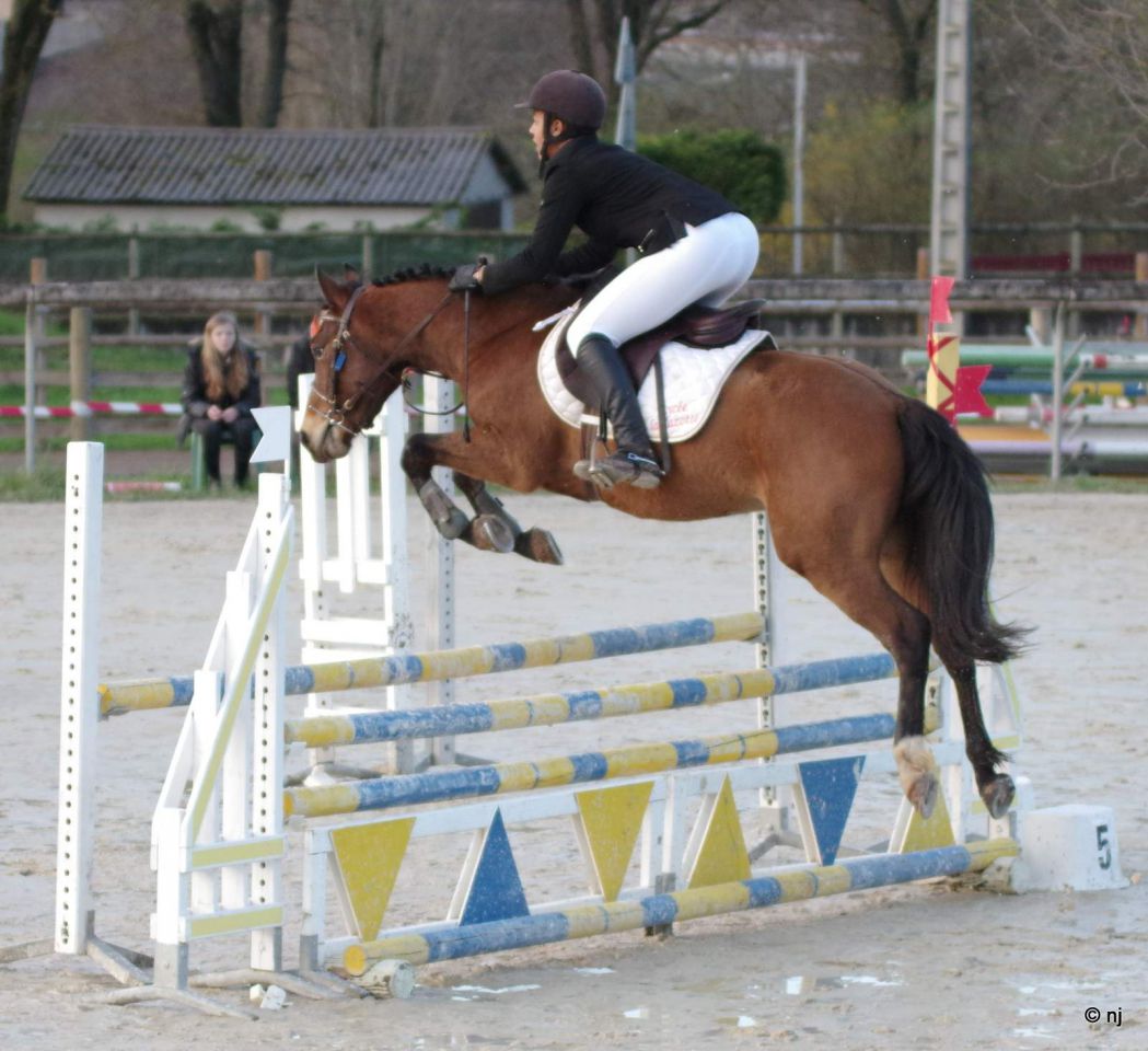 Ruin New Forest Te koop 2012 Donker bruin / bai ,  SILVERLEA SIMPLY RED