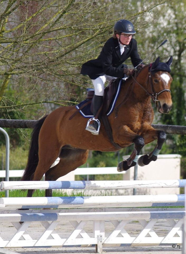 Ruin New Forest Te koop 2012 Donker bruin / bai ,  SILVERLEA SIMPLY RED